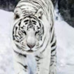 Meet your Posher, Shelley a.